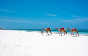 Landscape of a beach in Kenya called Diani Beach